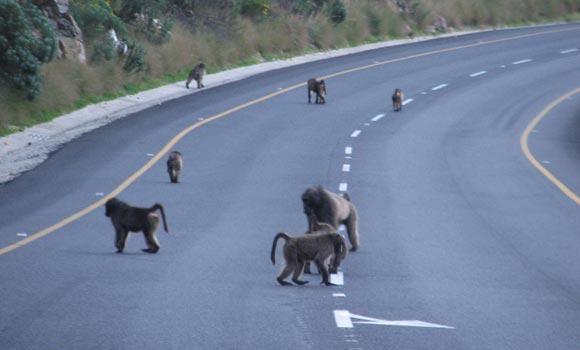 Baboons in the Hood