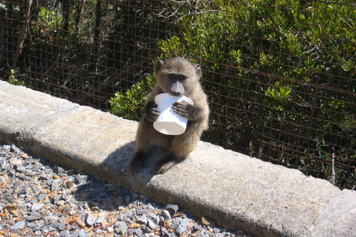 Baboons in Cape Town: Navigating Life in the Urban Jungle